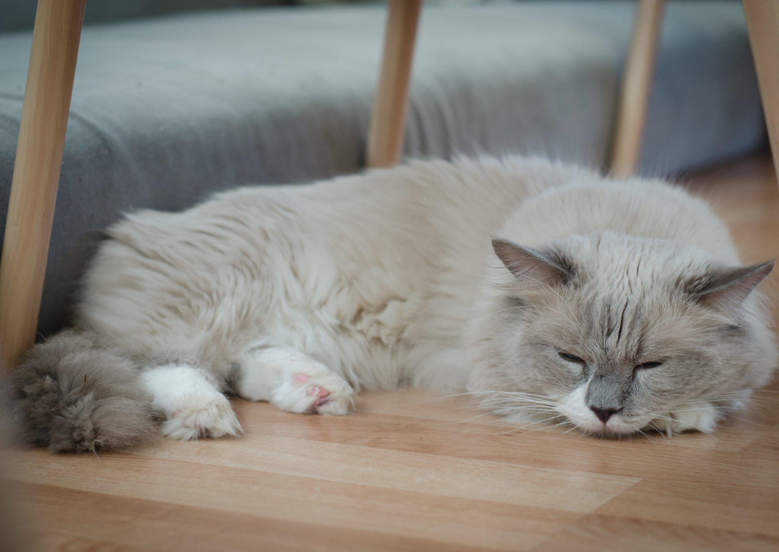 愛猫の呼吸でおなかが動く！正常？異常？｜獣医師が教える見分け方と対処法