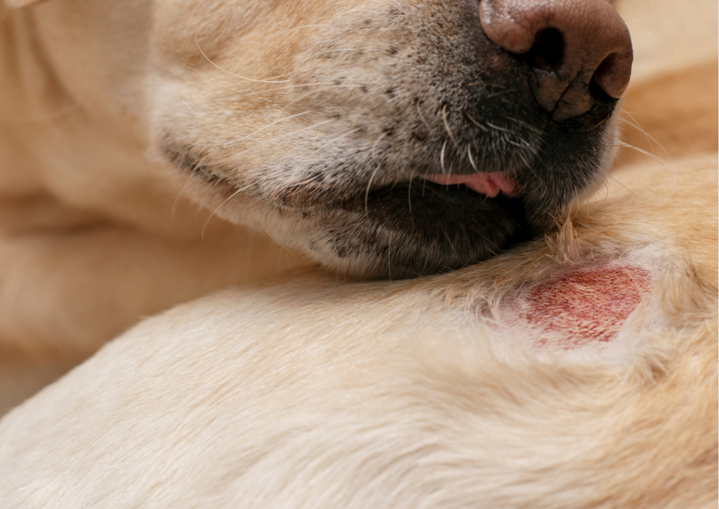 犬と猫の皮膚糸状菌症について｜人間も感染する病気 - けいこくの森動物病院 世田谷区 等々力