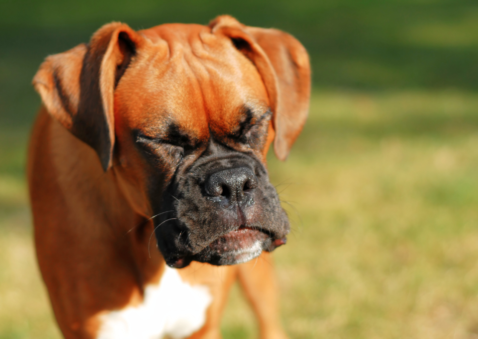 愛犬の咳が止まらない！｜原因と対処法を獣医師が解説