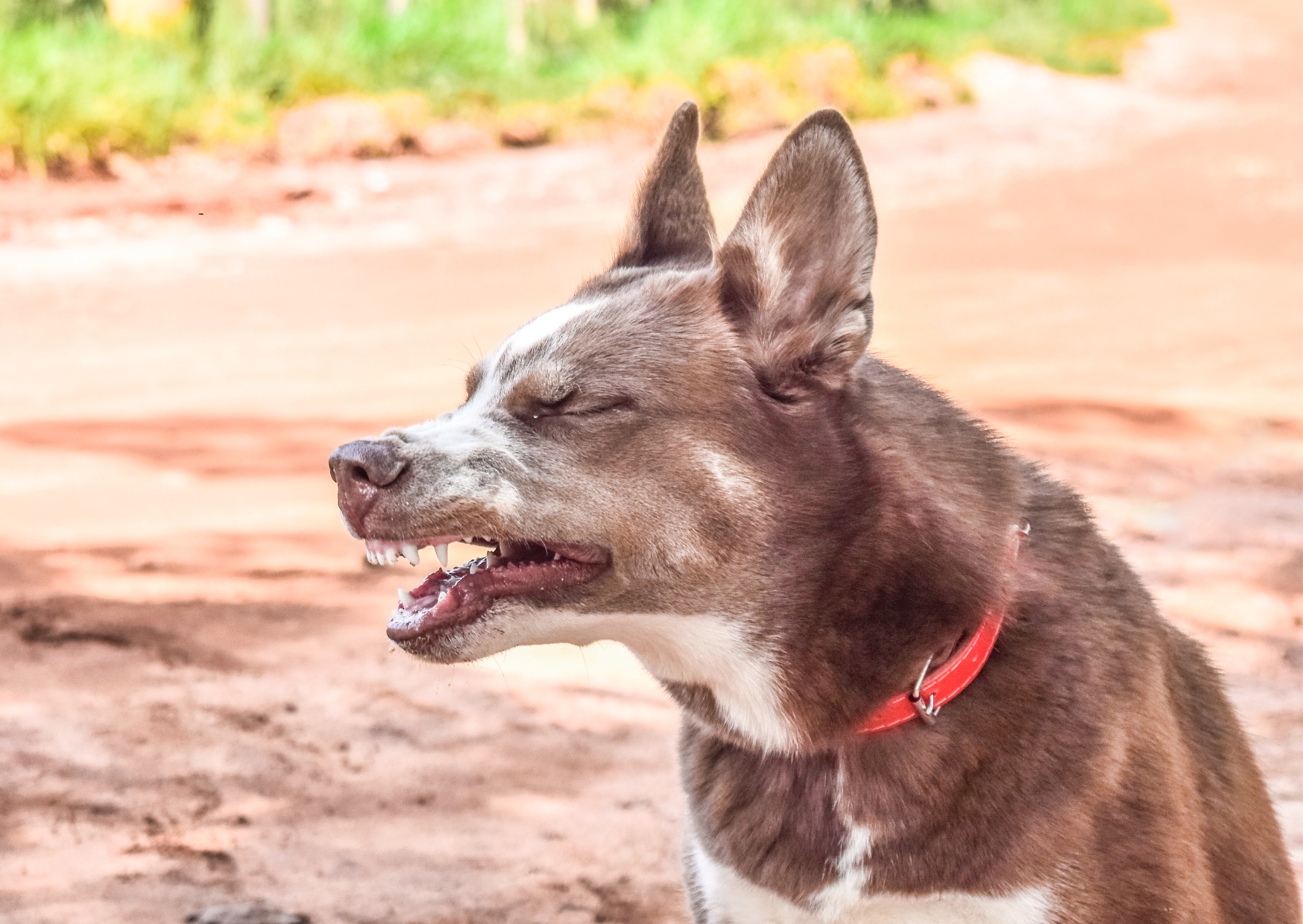 愛犬のくしゃみが止まらない！｜原因と対処法を獣医師が解説