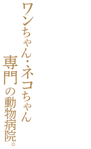 豊富な経験を活かした