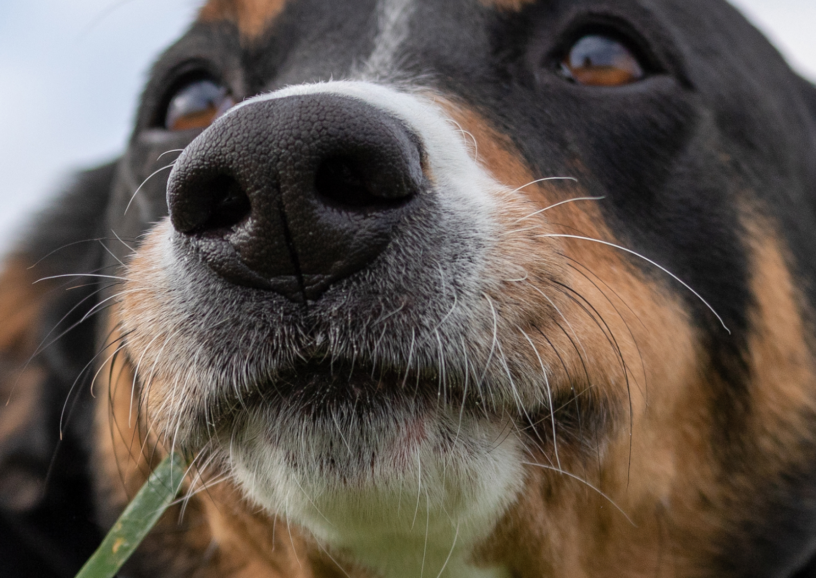 獣医師が教える！｜愛犬の鼻血、放っておいてはいけない理由と正しい対応法